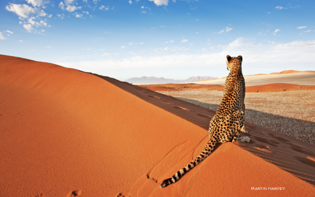 Wild Stillness: Wellness and Conservation under the Namibian Sky
